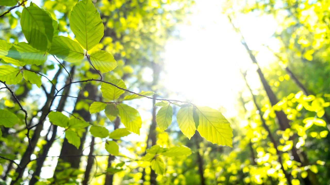 Anunț: S.C. MASTERANGE ROMANIA S.R.L anunță publicul asupra depunerii solicitării de obținere a avizului de mediu și declanșarea etapei de încadrare