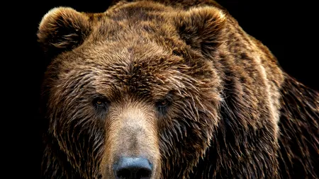 Un milionar rus a împușcat un bărbat după ce l-a confundat cu un urs