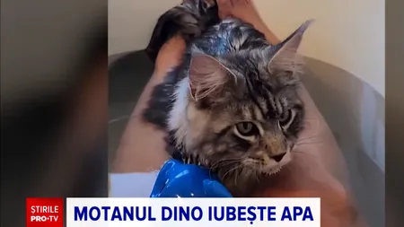 MOTANUL care adoră să se joace în cada plină cu apă. Felina a devenit vedetă pe internet