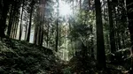 Sute de români, în pădurile din Polonia la cules de ciuperci. Ce au reclamat localnicii și ce au constatat polițiștii, după ce 250 de persoane au fost verificate