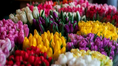 Ce flori NU trebuie să oferi vreodată unei femei de 8 Martie