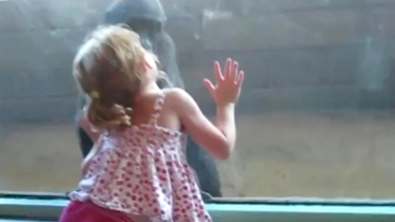 VIDEO. Cum s-a împrietenit o fetiță cu un pui de gorilă 