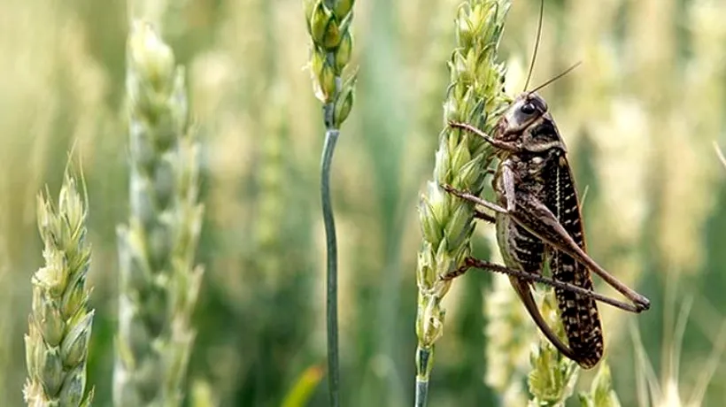 Autoritățile din Rusia se luptă cu o invazie de lăcuste. Ce pagube au provocat insectele uriașe