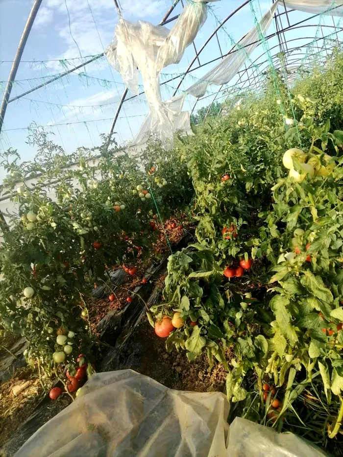 Zeci de solarii din județul Olt au fost distruse de vântul puternic