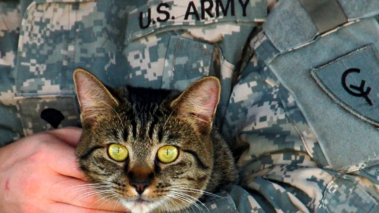 Oamenii pot transmite Covid-19 animalelor de companie! Pisicile, cele mai vulnerabile ființe