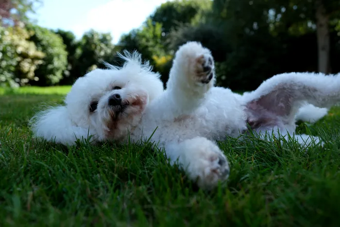 O femeie a fost dată jos din autobuz pentru că era însoțită de un bichon. Compania de transport spune că „nu este permis accesul cu câini periculoși”