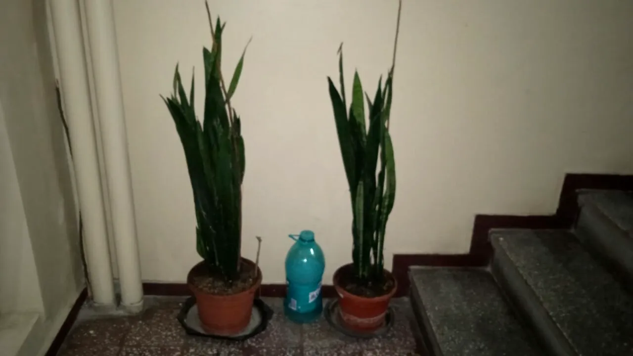 Ce obiecte sunt interzise pe scara blocurilor. Plante care sunt factor de risc la evacuarea în caz de incediu sau cutremur