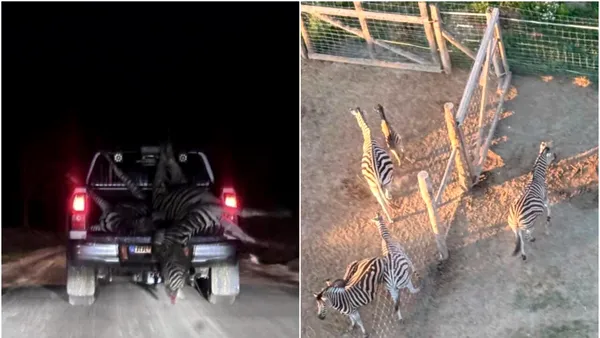 Anchetă în Ungaria după ce 17 zebre deținute de un apropiat al lui Viktor Orban ar fi fost ținute în condiții necorespunzătoare