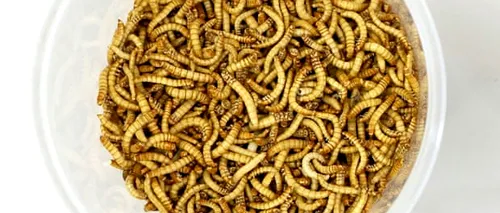 Viermele galben poate fi consumat de cetățenii UE. Medicul nutriţionist Mihaela Bilic: „Noi, în Europa, suntem răsfăţaţii mapamondului“