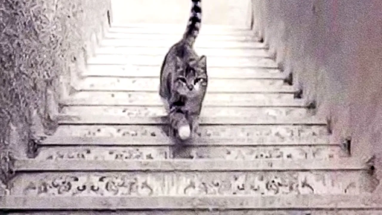 Cel mai tare test psihologic | Ce vezi în imaginea aceasta? Răspunsul îți va spune cât de naiv ești, de fapt