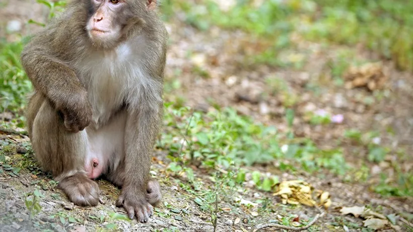 Un macac le dă de cap îngrijitorilor de la Grădina Zoologică din Târgu Mureș. Nimeni nu reușește să-l prindă
