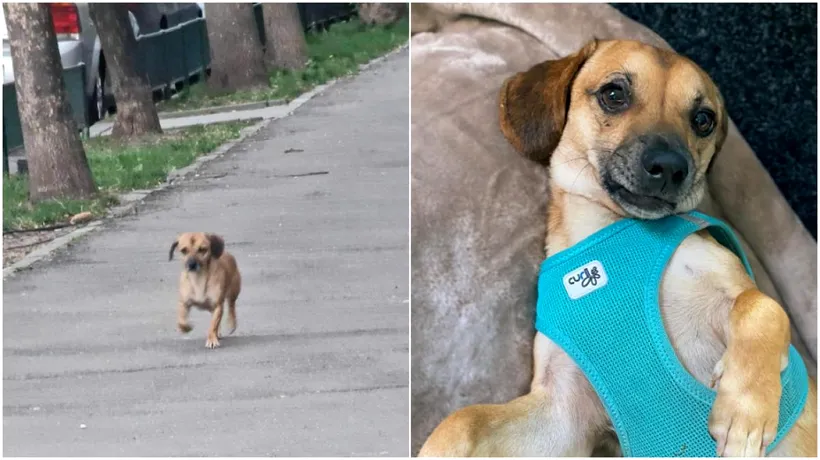 Cățelul PATROCLE, cel mai căutat câine din București, a fost văzut după 17 zile. „Cel mai frumos mesaj cu cea mai frumoasă poză din lume”