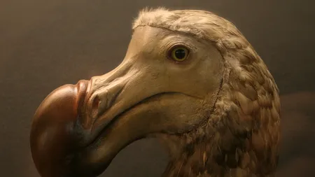O companie americană de inginerie genetică vrea să readucă la viață mamutul, pasărea DODO și tigrul tasmanian