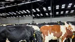 Ajutoare de 52 de milioane de euro pentru crescătorii de bovine din România. La cât se ridică valoarea sprijinului pentru fiecare companie