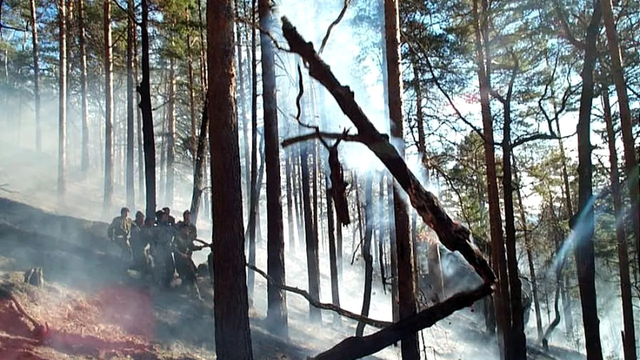 Incendiu puternic într-o zonă împădurită din Bacău, zece hectare de vegetație fiind afectate