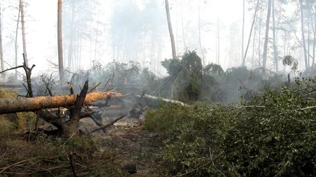 Peste 150 de cetățeni chinezi, condamnați la închisoare pe viață în Myanmar pentru delicte forestiere