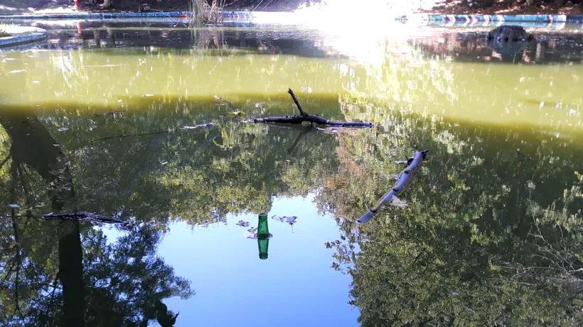 Porumbei morți plutesc pe lacul din Parcul Kiseleff, dar Clotilde Armand vrea și Cișmigiul. Dezastrul din parcurile Sectorului 1 | GALERIE FOTO