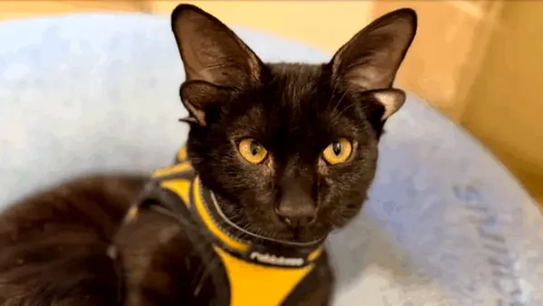 Dobby este cel mai celebru pisoi al momentului. Ce-l face atât de special