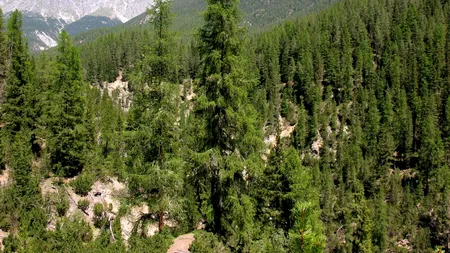 Trei organizații de mediu au depus o plângere la CE contra României, pentru distrugerea pădurilor