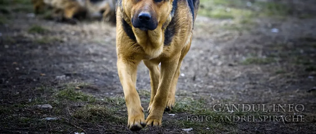 UPDATE | Răsturnare de situație în cazul bărbatului din Mehedinți despre care se credea că a murit sfâșiat de câinii unui vecin. Care a fost adevărata cauză a decesului