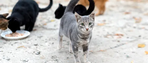 Pisicile fără stăpân ar putea fi capturate și chiar EUTANASIATE. Ce prevede propunerea