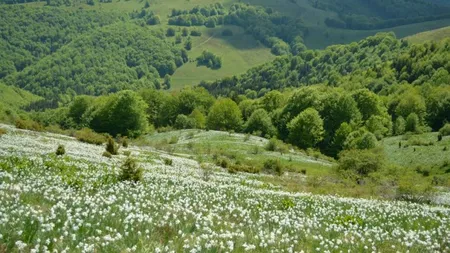 Serbarea Narciselor aduce sute de turiști într-un dintre cele mai frumoase zone din țară. Legenda Poienii de la Negrileasa