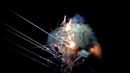 Cuib de berze lovit de trăsnet. Cum a reușit o barză să-și protejeze puii de flăcări - VIDEO