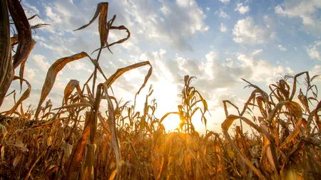 Fermierii din Bihor, în pragul falimentului din cauza secetei. Porumbul a fost calamitat, iar agricultorii cumpără cereale pentru a-și plăti arendele