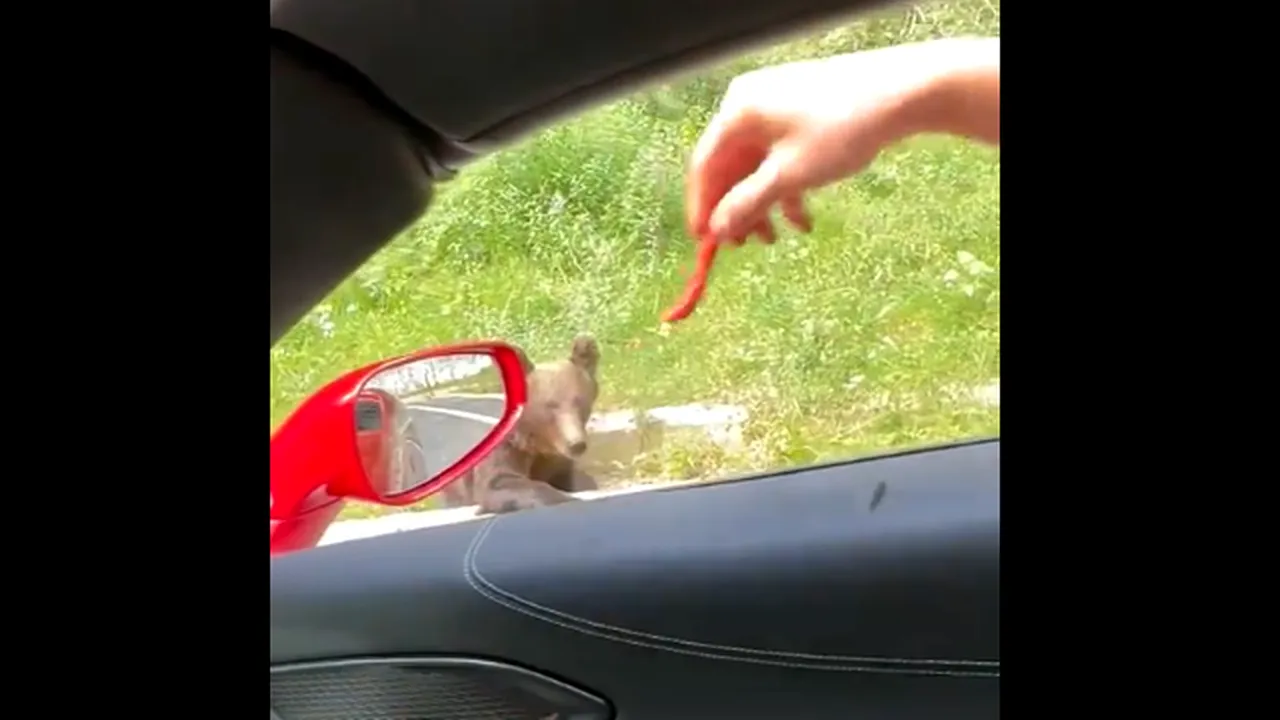 Frații Andrew și Tristan Tate, în mijlocul unei noi controverse. Cei doi au fost filmați când HRĂNEAU un urs aflat pe marginea drumului