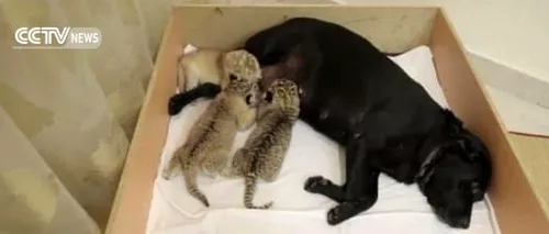 O cățea din Rusia a adoptat trei pui de ligru respinși de mama lor