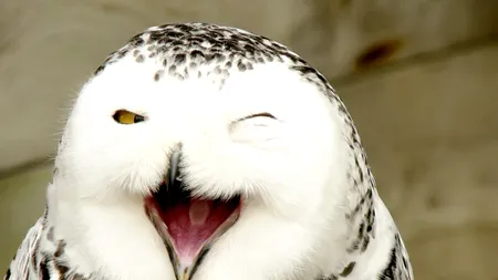 nutoatecucuvelelesuntmov