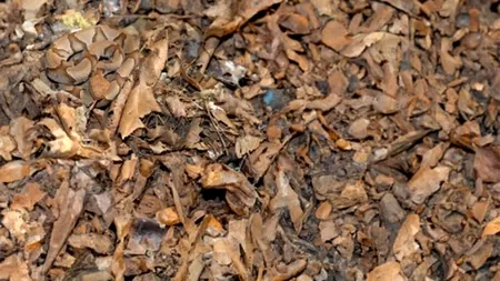 Iluzie optică virală | Găsiți ȘARPELE ascuns în această imagine! Doar 10% reușesc