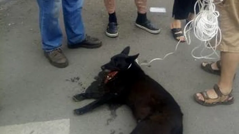 #cugandullaanimale. Un nou caz cu un câine tras după mașină. Martor: Animalul abia respira și era plin de sânge în gură