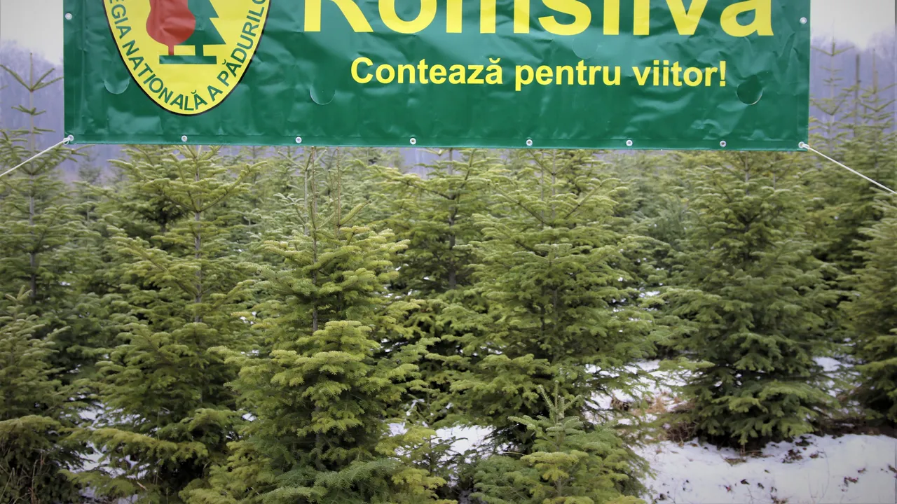 Cât costă, de fapt, un hectar de pădure în România. Cu ce preț cumpără ROMSILVA peste  4.000 de hectare de la Eric Ioan Sturdza 