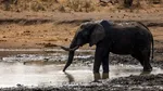 După 40 de ani în circ, ultimul elefant din Portugalia se bucură de libertate într-un sanctuar