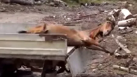 #cugandullaanimale. Imagini greu de privit: Cal viu, târât prin pădure și lăsat ca momeală pentru urși - VIDEO