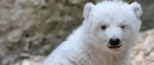 Un pui de urs polar de la Grădina zoologică din Munchen a făcut senzație pe internet. Un VIDEO adorabil