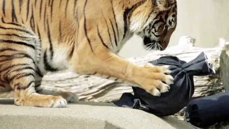 Tigrul de pluș al lui Darius Vâlcov