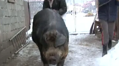 Iași: Un bărbat a fost mușcat de picior de porcul pe care urma să-l sacrifice