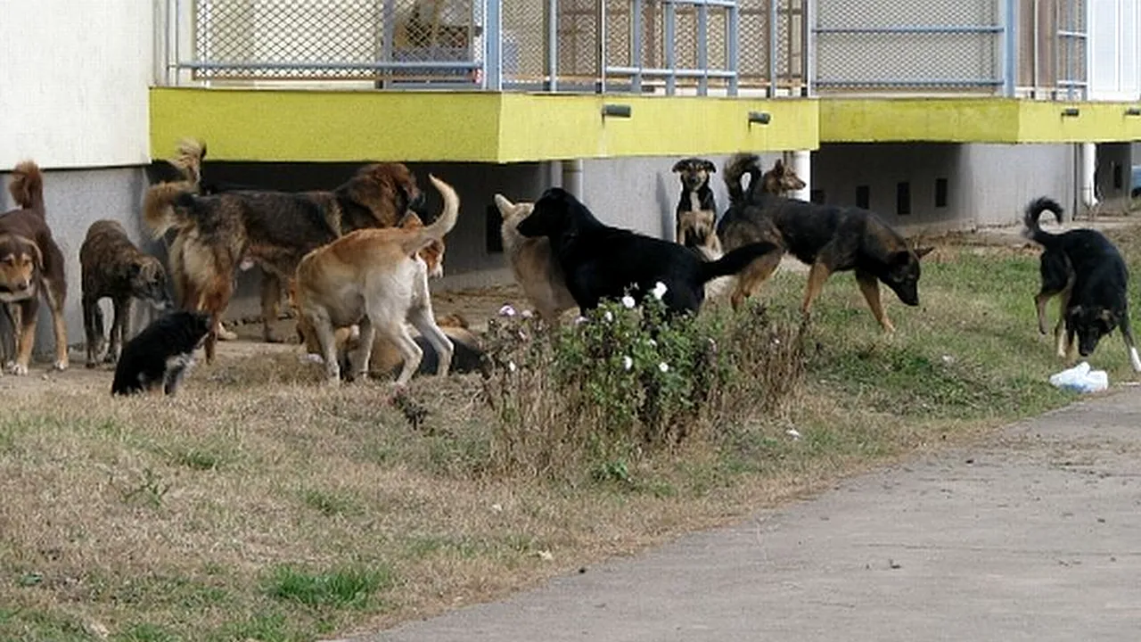 Un câine de luptă, găsit mort în Parcul Tei