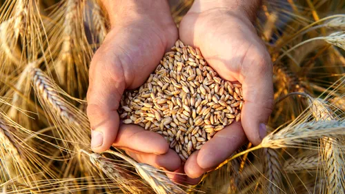 Organizație de fermieri, tranșantă pe tema posibilului impact al producției scăzute de cereale asupra pieței, răspunde procesatorilor: „Siguranța alimentară a României nu este nici pe departe amenințată”