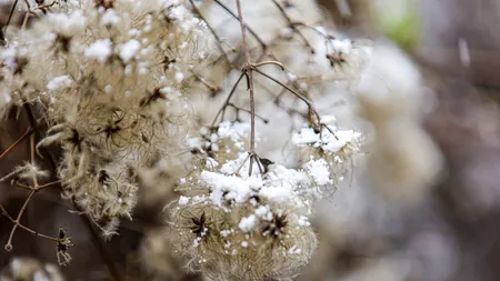 VIDEO! Ninge în București! Iarnă în toată regula la final de martie