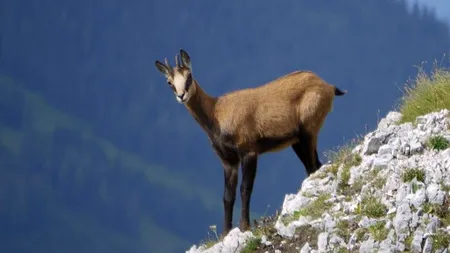 Capra neagră, motiv de dispute între senatori: „Nu am înțeles de ce a ajuns această lege la Comisia pentru agrricultură