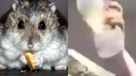 O femeie a fost arestată după ce s-a filmat în timp ce înghite un hamster, în schimbul unei doze de cocaină