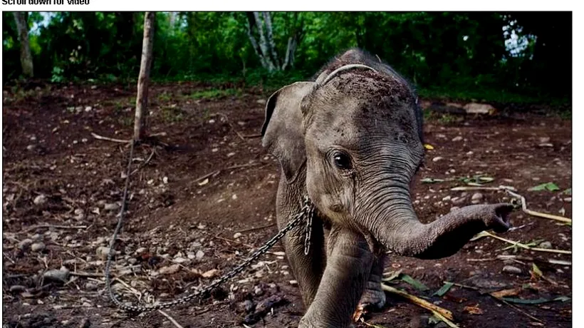 GALERIE FOTO: Act de cruzime în Sumatra. Cum a ajuns în lanțuri un pui de elefant 