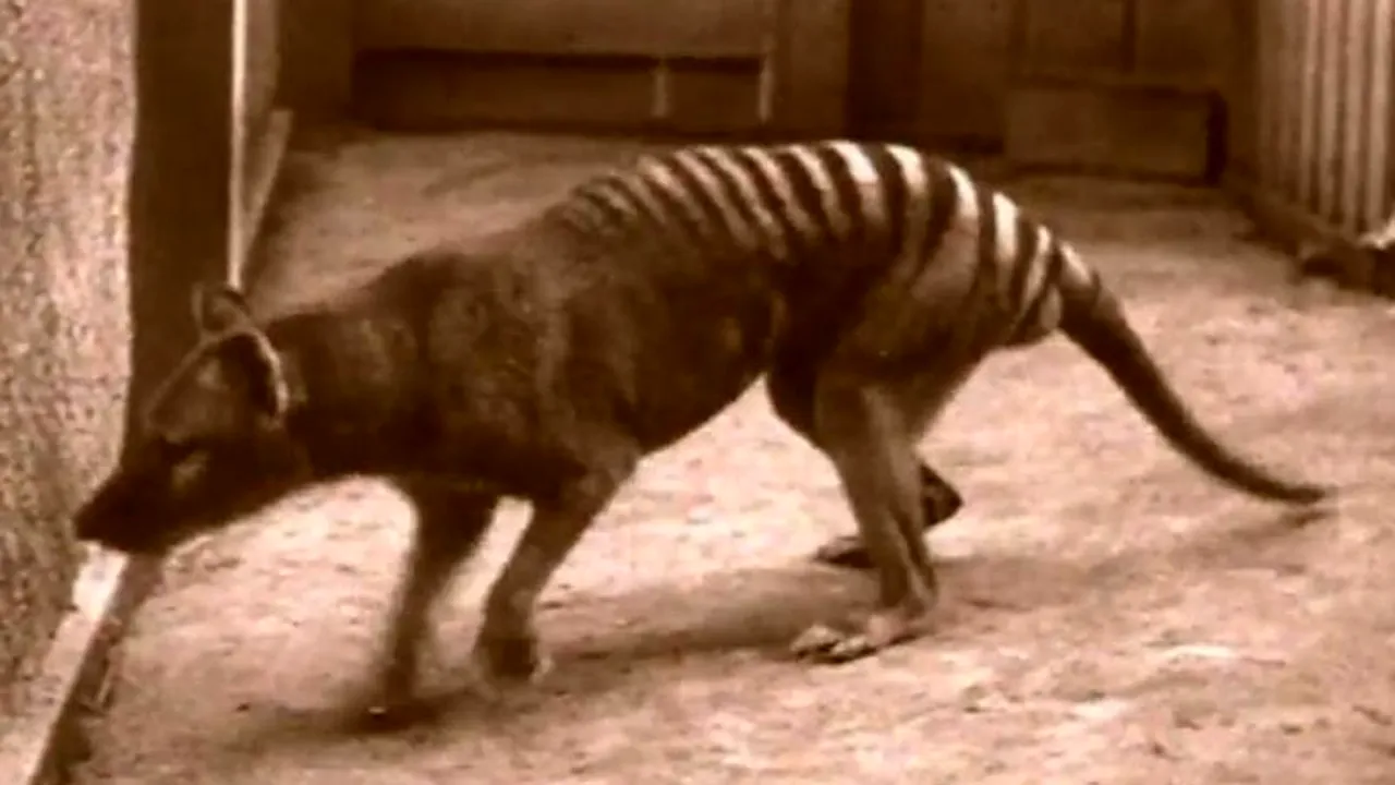 VIDEO. Multe specii de animale nu mai trebuie protejate pentru că au dispărut definitiv. Cum a dispărut un animal emblematic