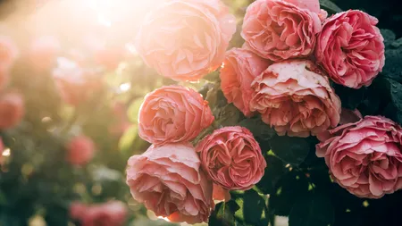 De ce grădinarii plantează trandafirii sub sticlă primăvara. Această metodă folosită de generații are efecte surprinzătoare