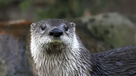 Spectacol la malul mării. O vidră a fost surprinsă în timp ce se joacă