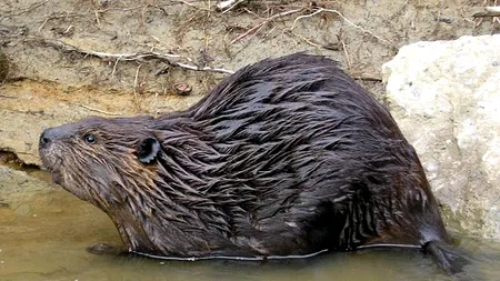 Primul castor sălbatic văzut în Norfolk după 400 de ani: „Nimeni nu știe de unde a apărut”