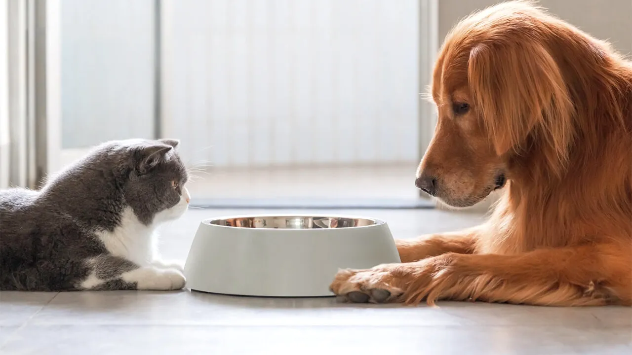 Cât te costă să crești o pisică VS un câine în 2026. Care este mai scump